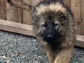 Mixed Breed dogs German shepherd x Caucasian shepherd puppies - Advert 3