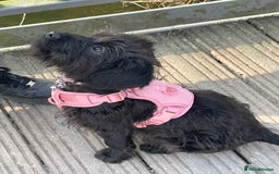 Labradoodle dogs for sale: Miniature Labradoodle RESERVED - Image 2