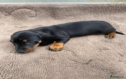 Dachshund dogs for sale: Dachshund  - Image 19