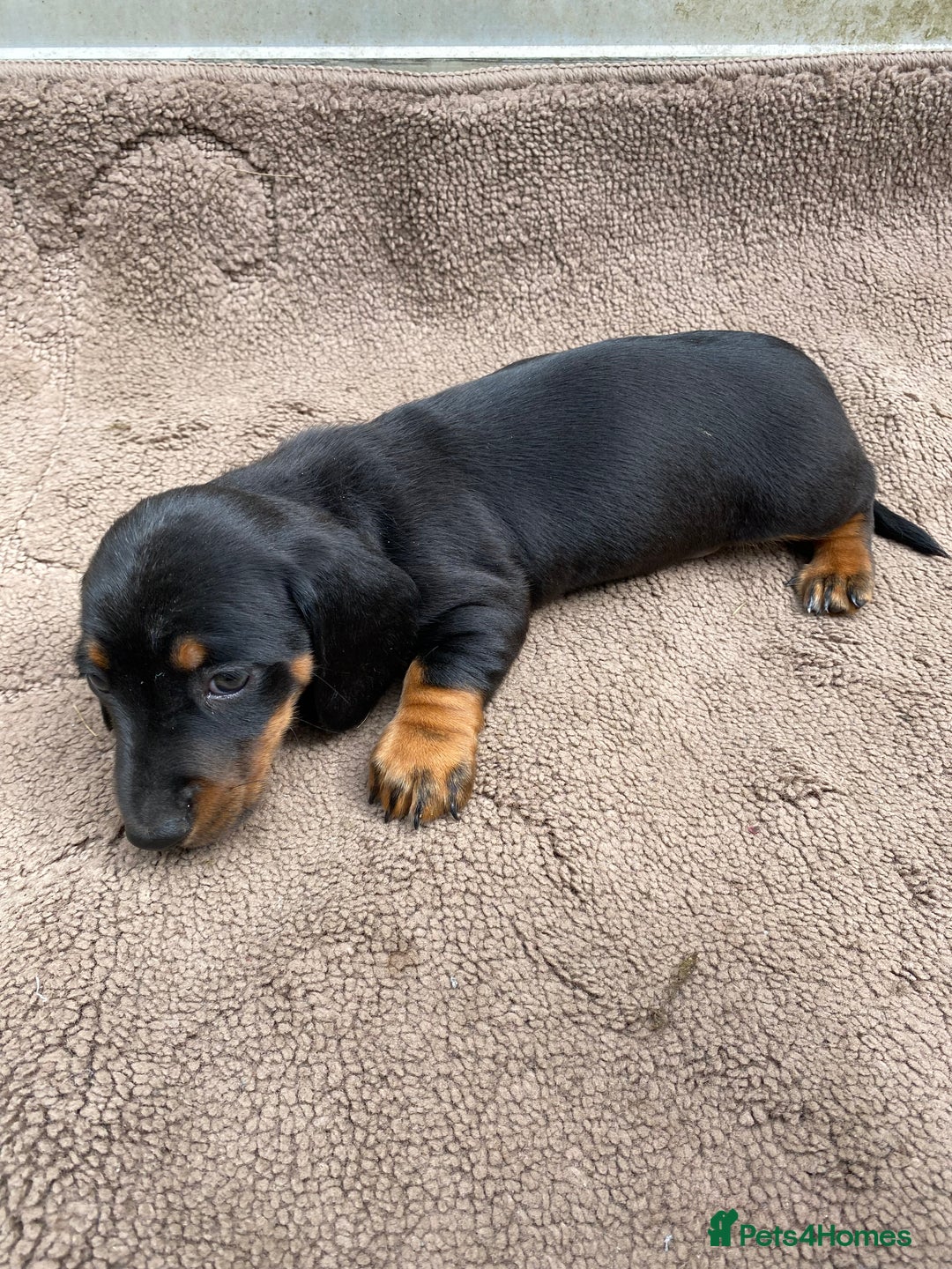 Dachshund dogs for sale: Dachshund  - Image 19