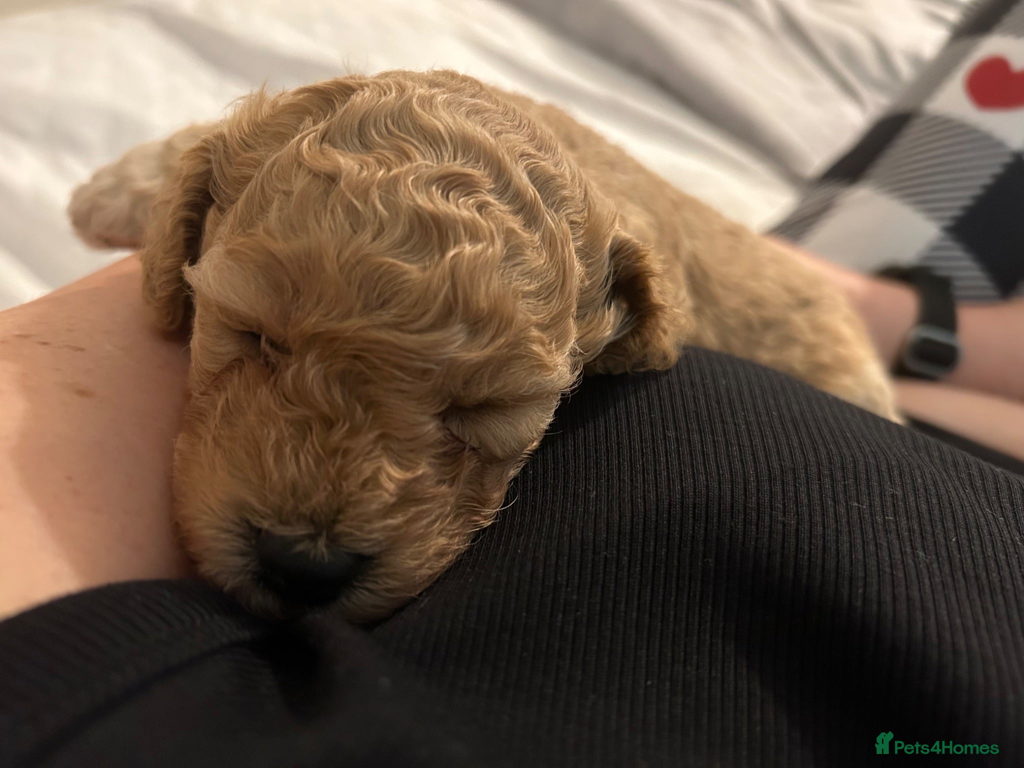 Cavapoo dogs Beautiful health tested Cavapoo pups male & female - Advert 2