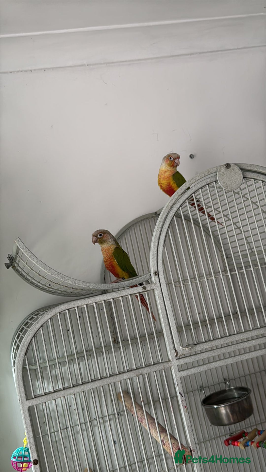 Conures birds for sale: Pair pineapple count - Advert 4