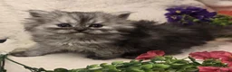 Persian cats for sale: Beautiful Persian babies ready now   - Advert 29