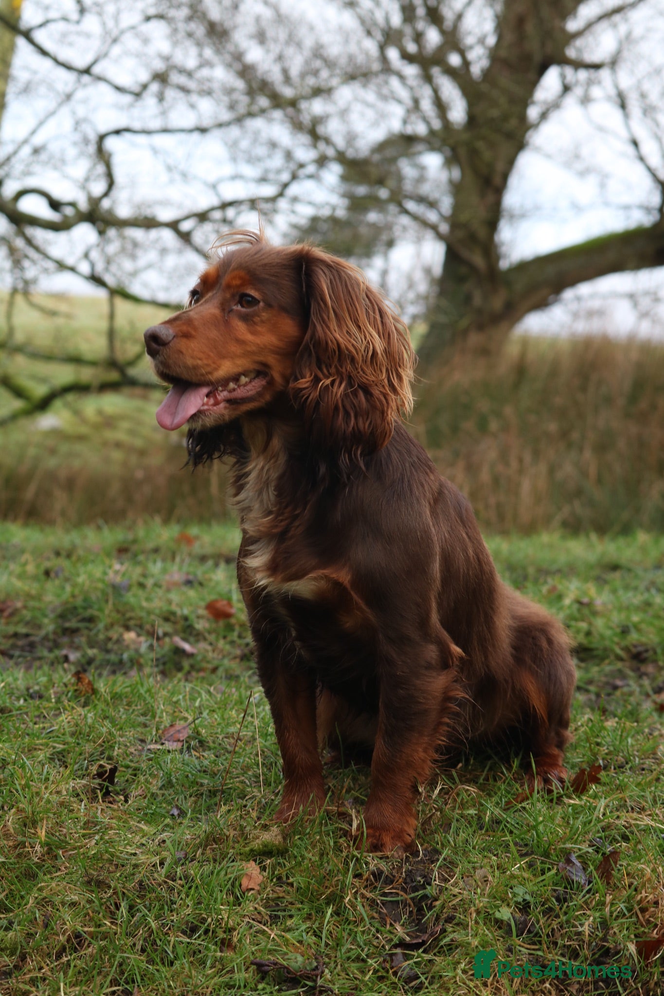Cocker Spaniel dogs Excellent kc reg cocker spaniel pups.  - Advert 1