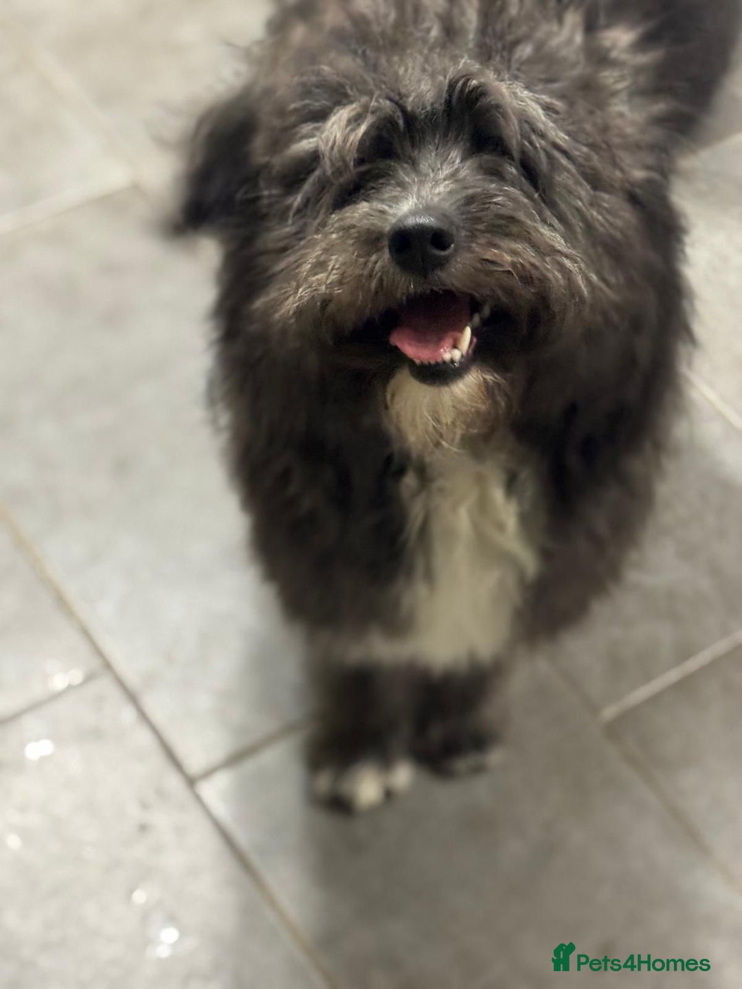 Mixed Breed dogs for adoption: Beautiful Jennifer needs a loving home - Advert 5