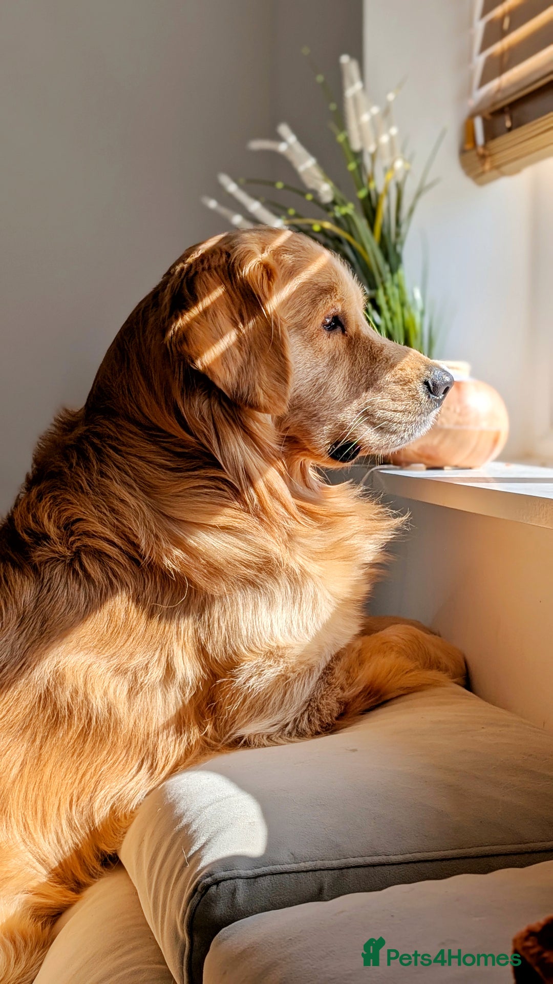 Golden Retriever dogs for stud: KC Registered Golden Retriever Stud in Crawley - Advert 3