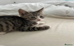 American Shorthair cats for sale: 3 Gorgeous and Playful Kittens Ready To Go - Image 6