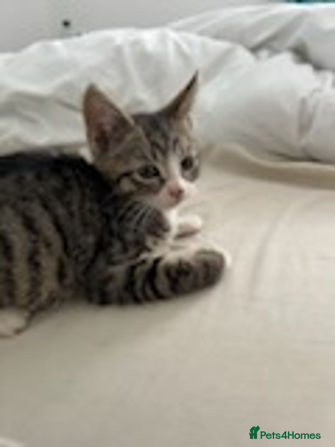 American Shorthair cats for sale: 3 Gorgeous and Playful Kittens Ready To Go - Image 6