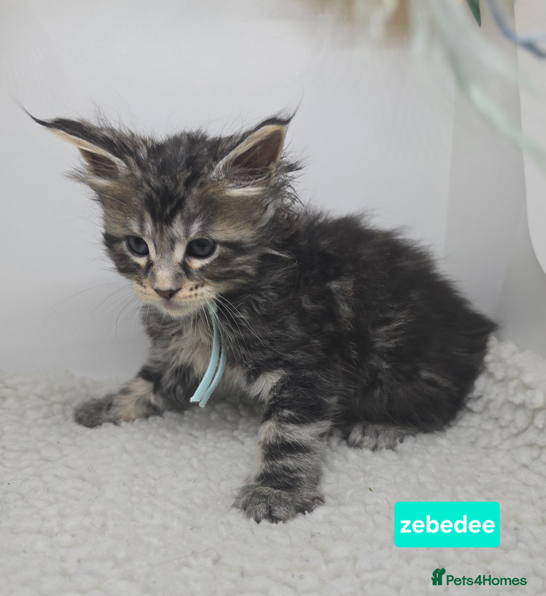 Maine Coon cats Stunning Maine Coon Kittens - LAST TWO! - Advert 1