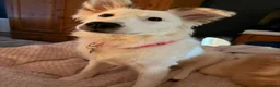 Mixed Breed dogs for adoption: Gorgeous Lika  in High Wycombe - Advert 1