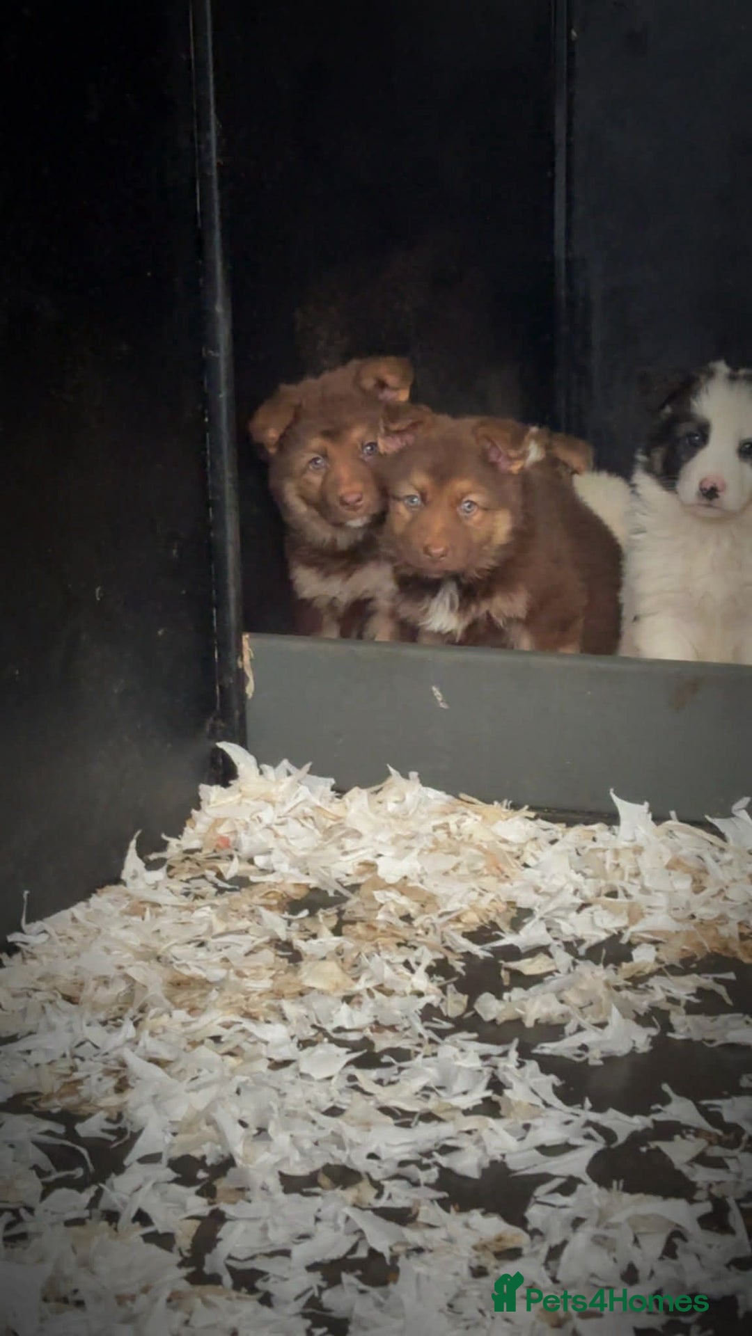 German Shepherd dogs for sale: 3 beautiful German shepherd puppies  - Advert 2