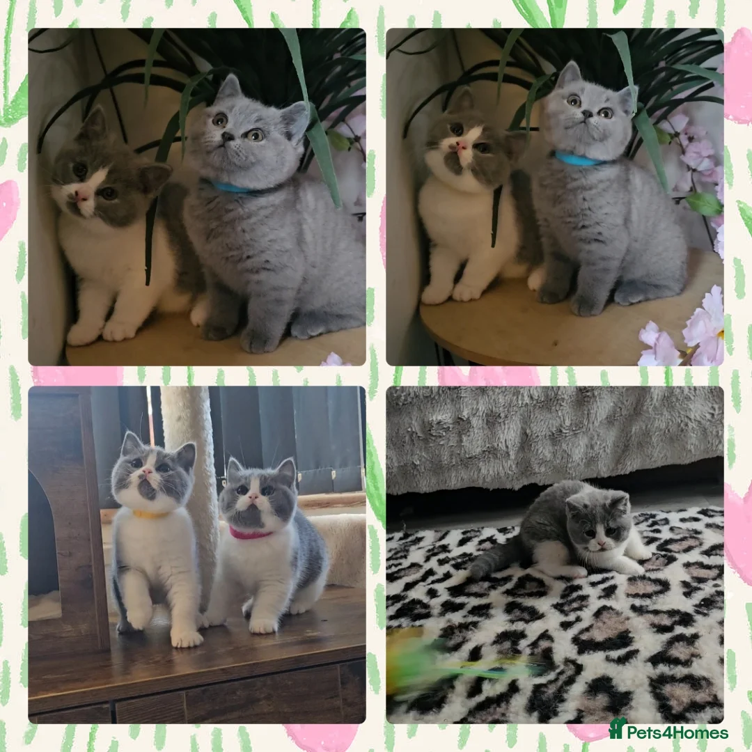 British Shorthair cats for sale: 4 perfect british shorthair kittens  - Advert 6