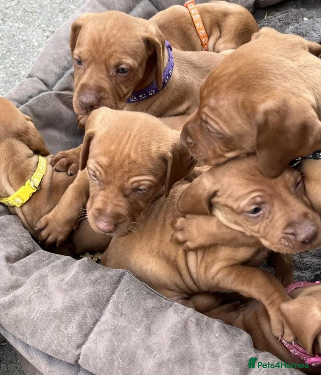 Hungarian Vizsla dogs for sale: Knowledgeable Choice for a Loyal Vizsla Companions in Cardiff - Advert 11