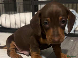 Miniature Dachshund dogs KC Reg Miniature Dachshund Puppies - Advert 6