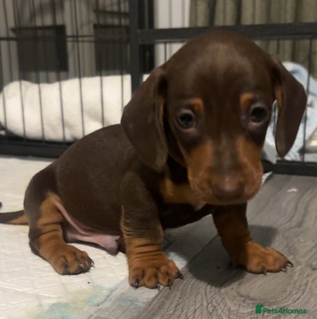 Miniature Dachshund dogs KC Reg Miniature Dachshund Puppies - Advert 7