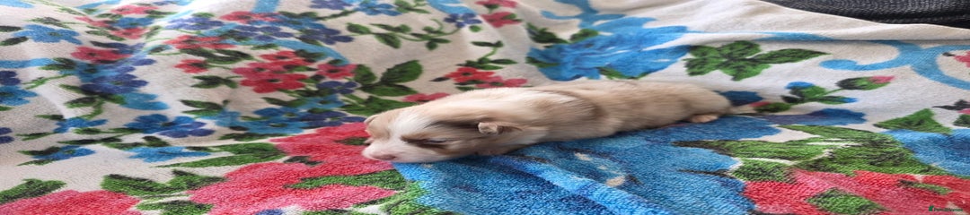 Australian Shepherd Puppy 5