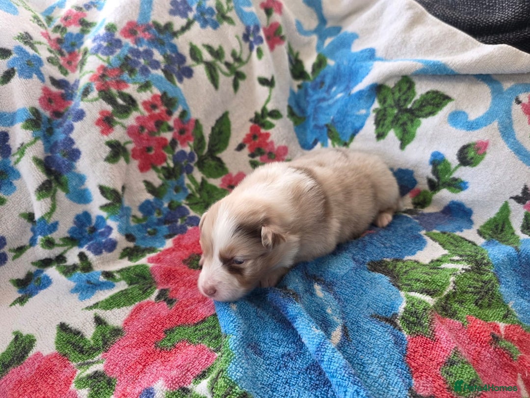 Australian Shepherd dogs for sale: Champion kc registerd pups - Image 19