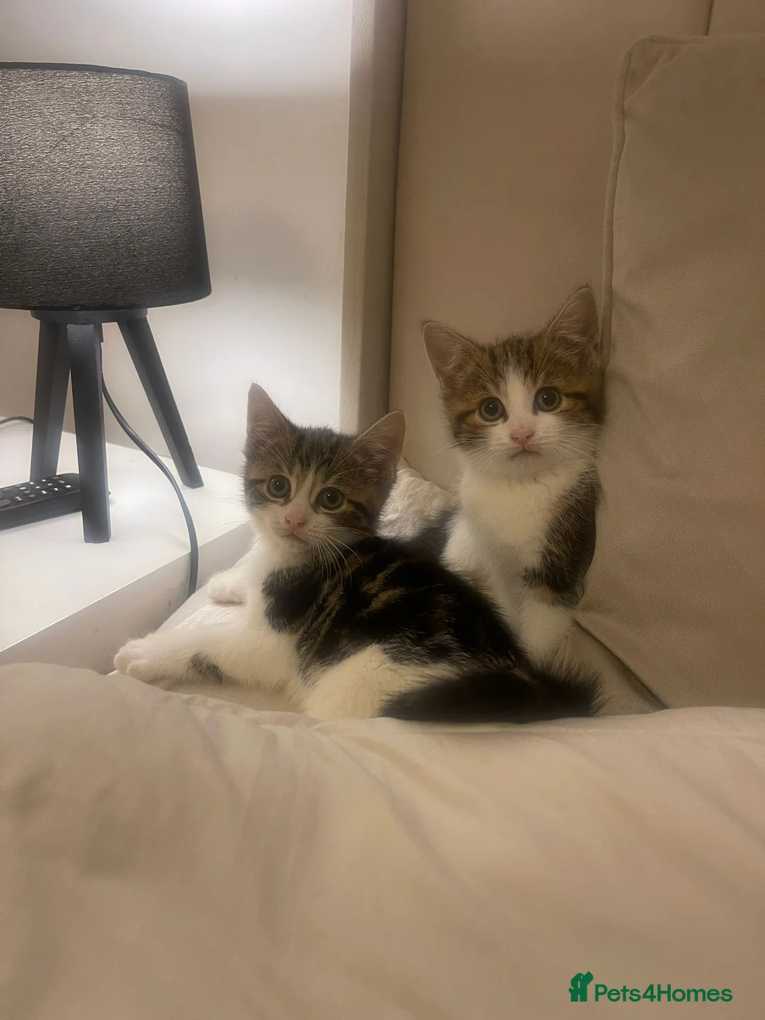 Mixed Breed cats for sale: Lovely playful kittens for new homes  in Liverpool - Advert 1