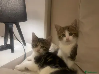 Mixed Breed cats Lovely playful kittens for new homes in Liverpool - Advert 1