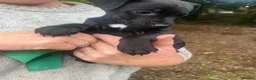 Patterjack dogs for sale: Patterjack puppies  in Conwy - Advert 6