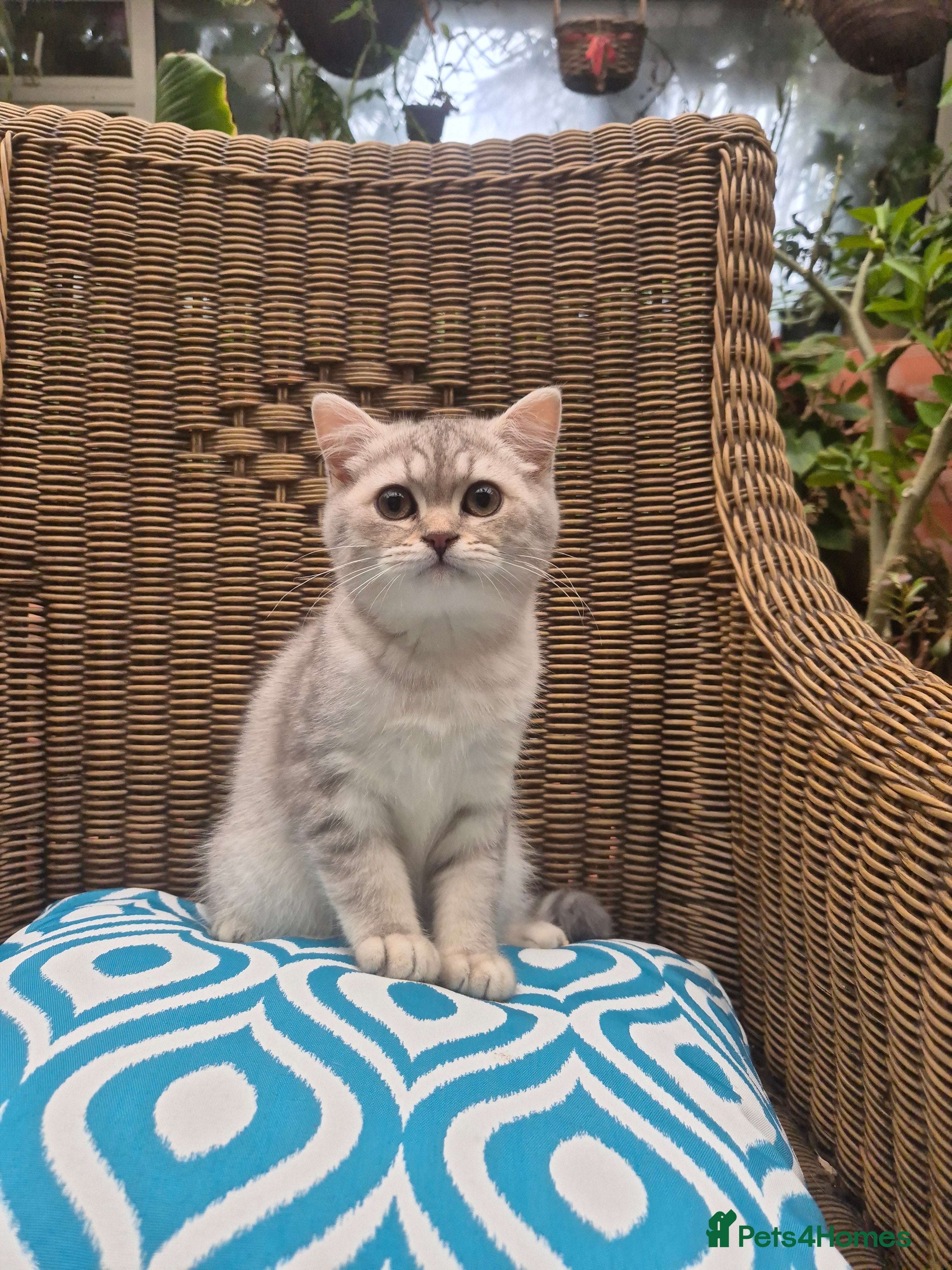British Shorthair cats 🧡Registered shorthair boy and girl-READ CAREFULLY - Advert 14