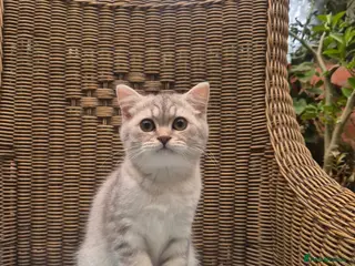 British Shorthair cats 🧡Registered shorthair boy and girl-READ CAREFULLY - Advert 14