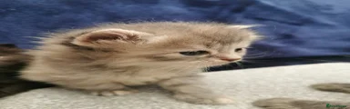 Siberian Kitten 3