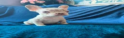 French Bulldog dogs for sale: Gorgeous French Bulldog Puppies♡ - Advert 20