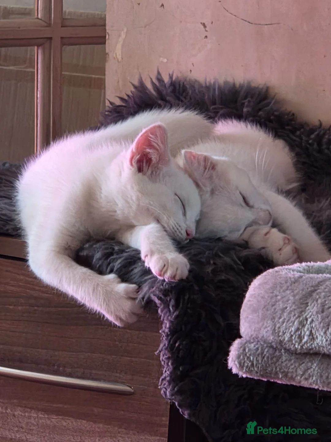 Mixed Breed cats for sale: 3, 12 week old kittens - Advert 10