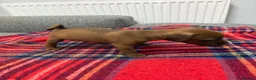 Patterdale Terrier dogs for sale: Patterdale terrier pups  - Advert 11