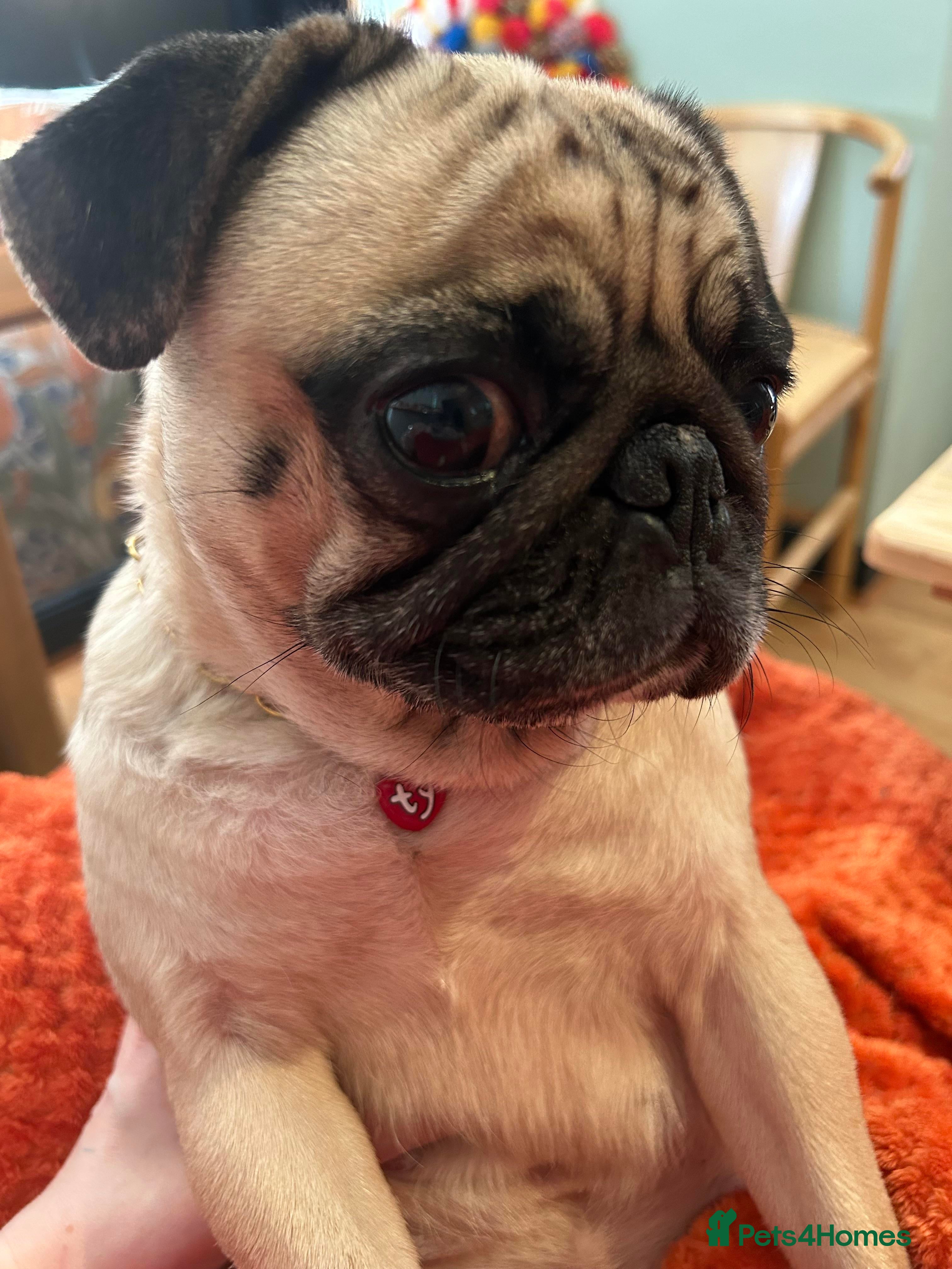 Pug dogs Gentle pug looking for new family x - Advert 10
