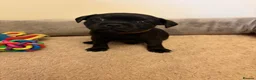 Staffordshire Bull Terrier dogs for sale: KC Reg/DNA Clear Brindle Staffordshire Puppies. - Advert 22