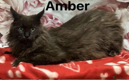Maine Coon cats for sale: TICA Registered Maine Coon Kittens.  READY NOW  - Image 10