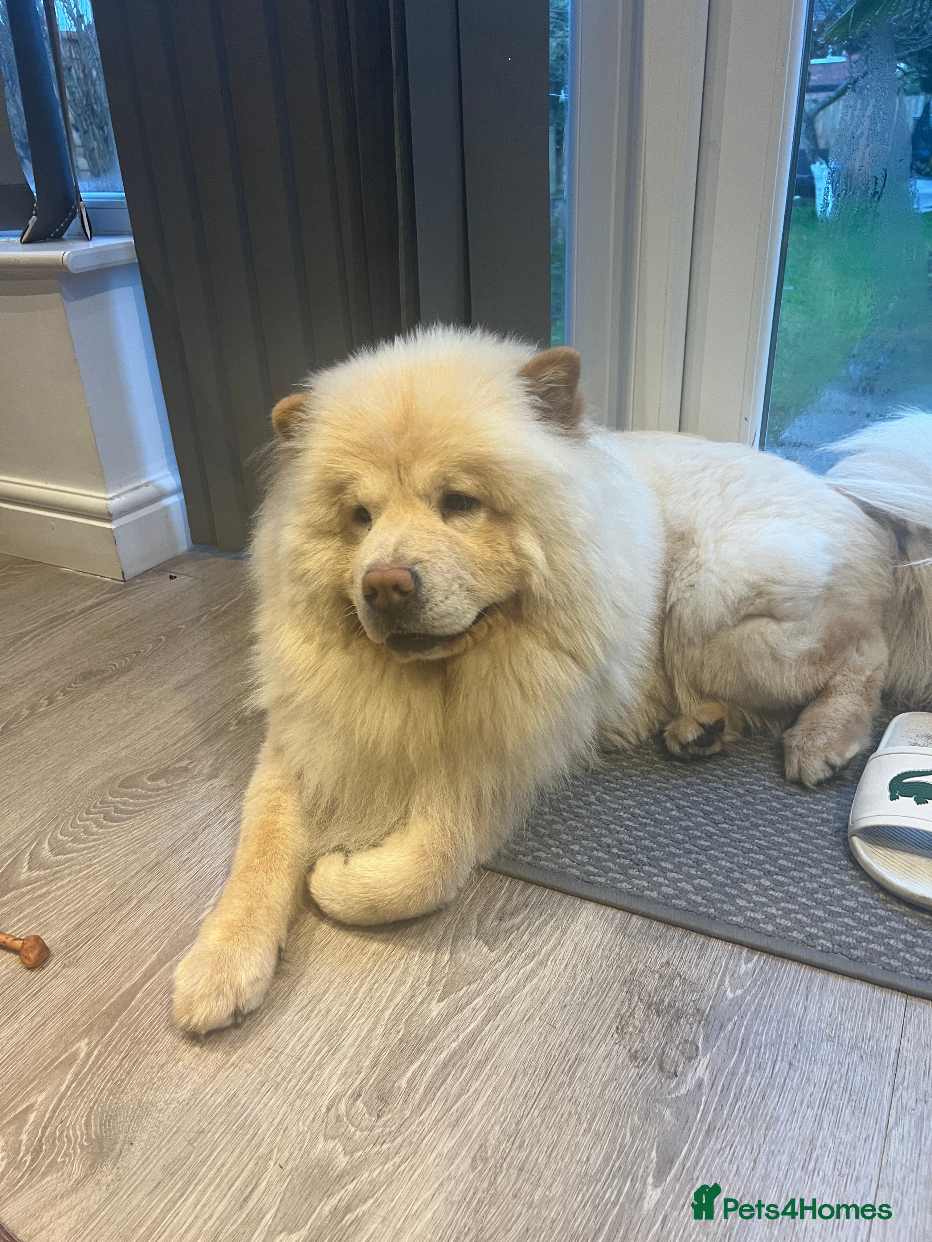 Chihuahua dogs Chow ChowFor Stud - Advert 1