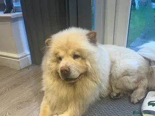 Chihuahua dogs Chow ChowFor Stud - Advert 5