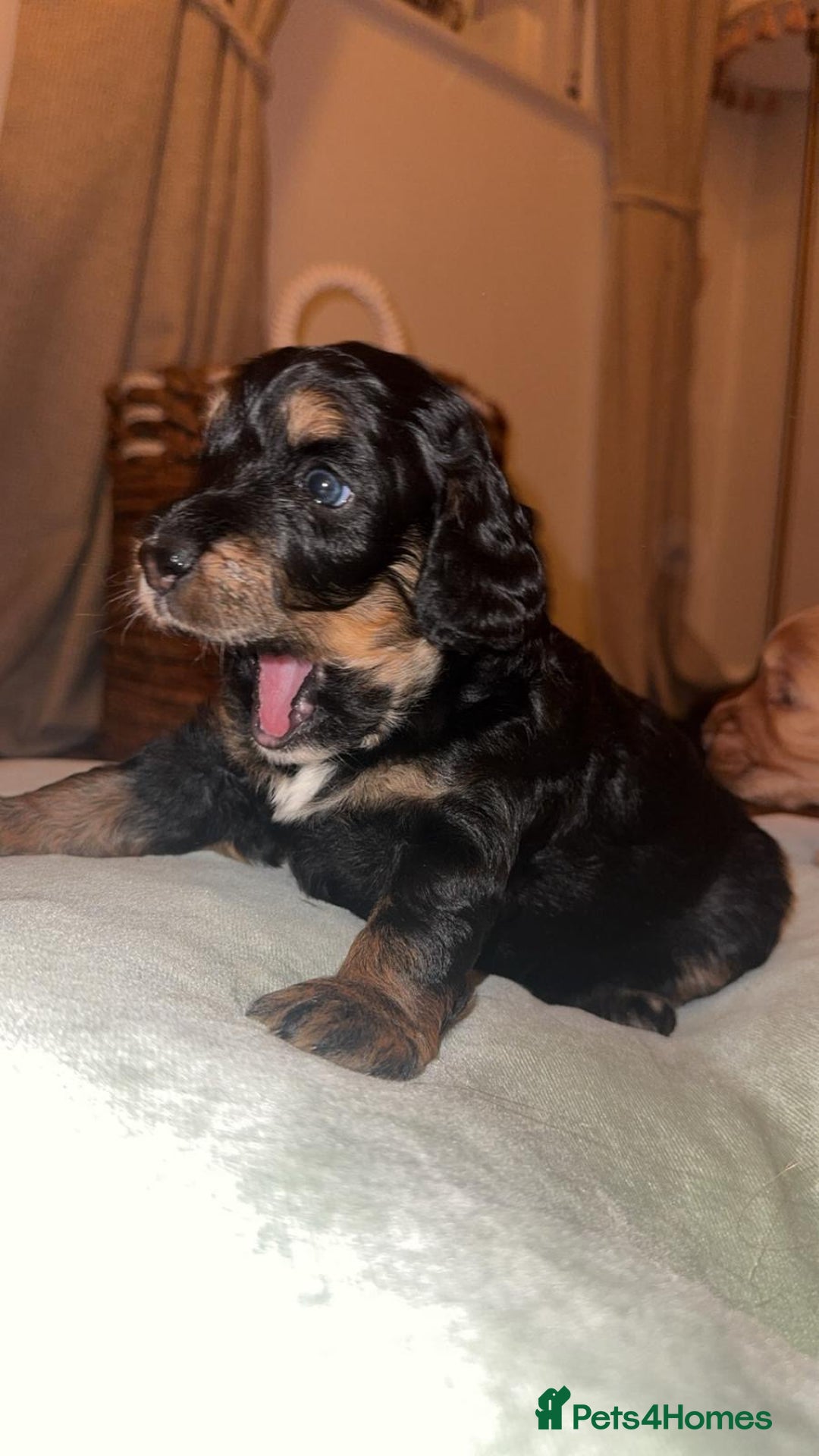 Cockapoo dogs for sale: CHAMPION COCKAPOO - Advert 22