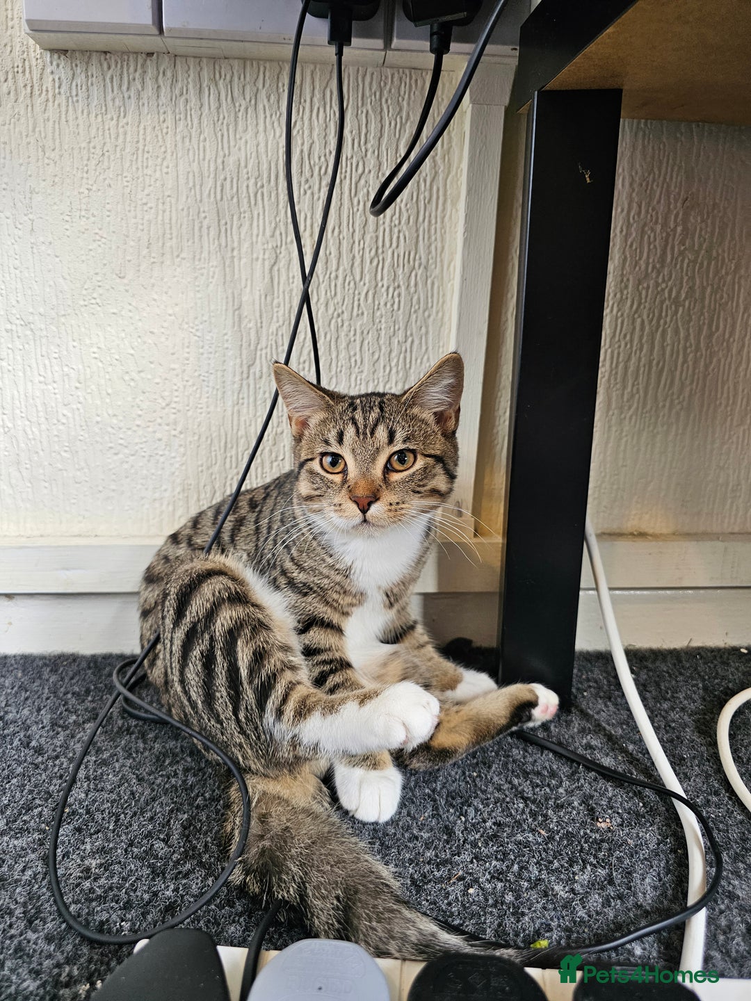 British Shorthair cats for sale: Male taddy car less than 4 months old  - Image 2