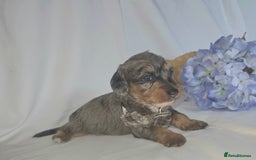 Mixed Breed dogs for sale:  miniature dachshund cross toy poodle doxiepoo   - Image 6