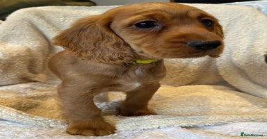 Cocker Spaniel dogs Extensively Health Tested KC Cocker Spaniels  - Advert 2