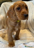 Cocker Spaniel dogs Extensively Health Tested KC Cocker Spaniels - Advert 1