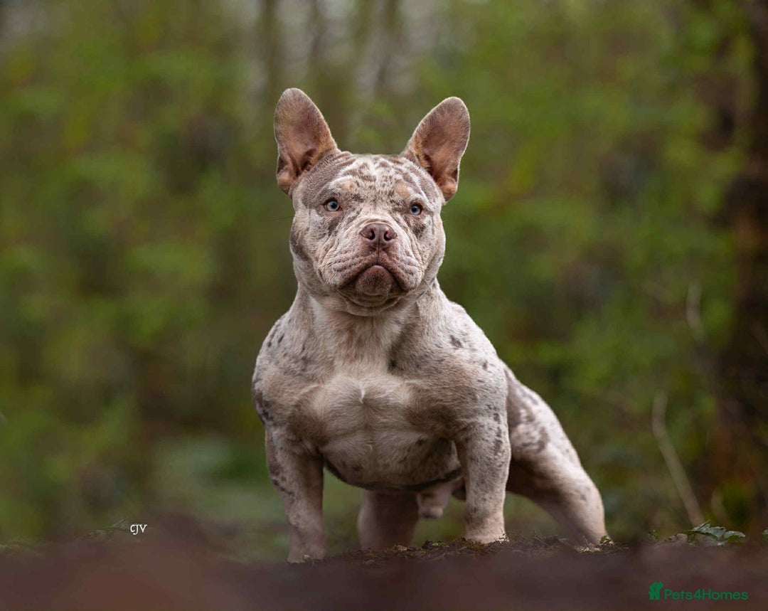 American Bully dogs for stud: 🔥 Micro American Bully for stud 🔥 - Image 2