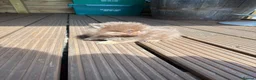 Pomeranian dogs for sale: Teddy bear toy Pomeranian - Advert 6