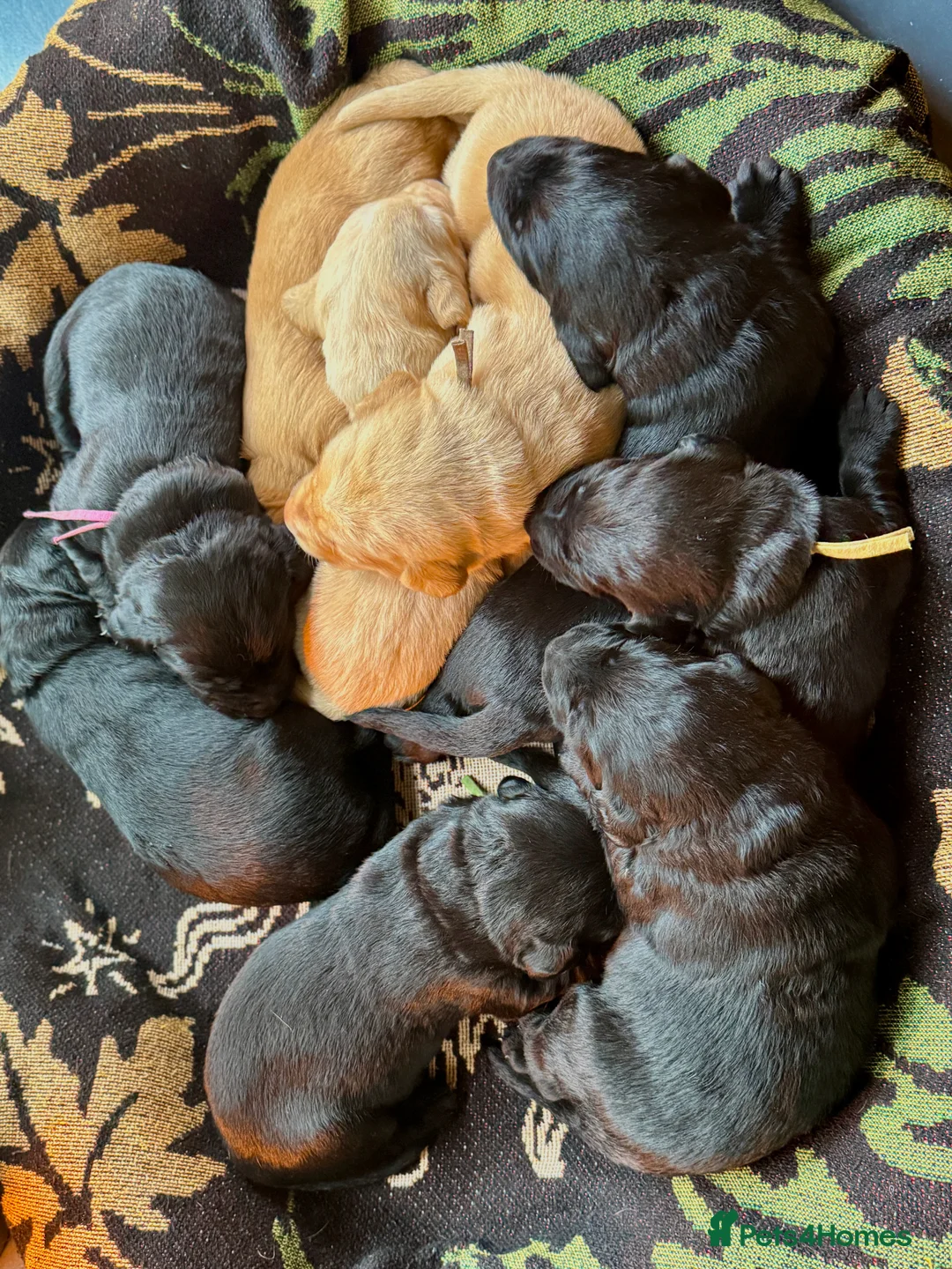 Labrador Retriever dogs for sale: Labrador Retriever Red Fox/Black KC reg Puppies  - Advert 7