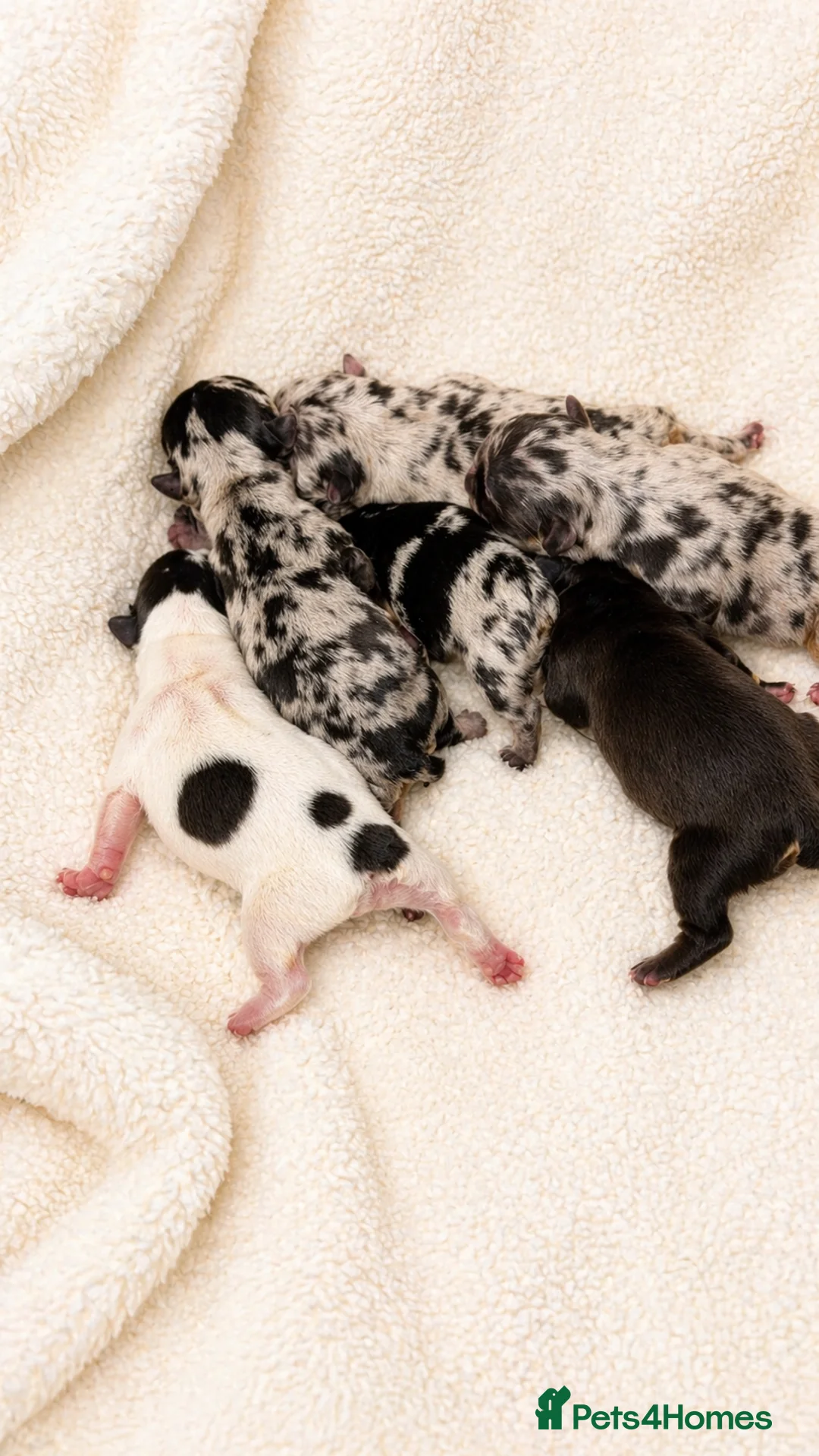 French Bulldog dogs for sale: Rare Fluffy French Bulldog Puppies  - Advert 2