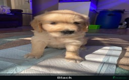 Golden Retriever dogs for sale: Gorgeous KC registered golden retriever puppys - Image 22