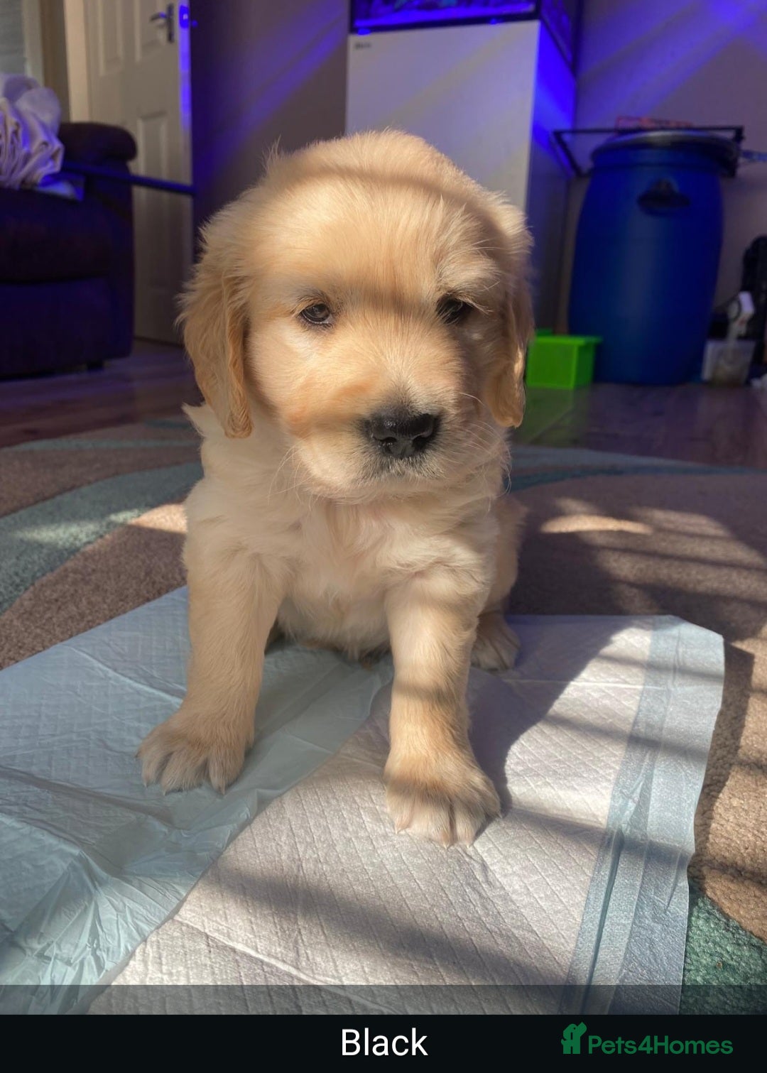 Golden Retriever dogs for sale: Gorgeous KC registered golden retriever puppys - Image 22