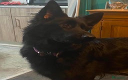German Shepherd dogs for sale: Beautiful straight back German Shepherds  - Image 8