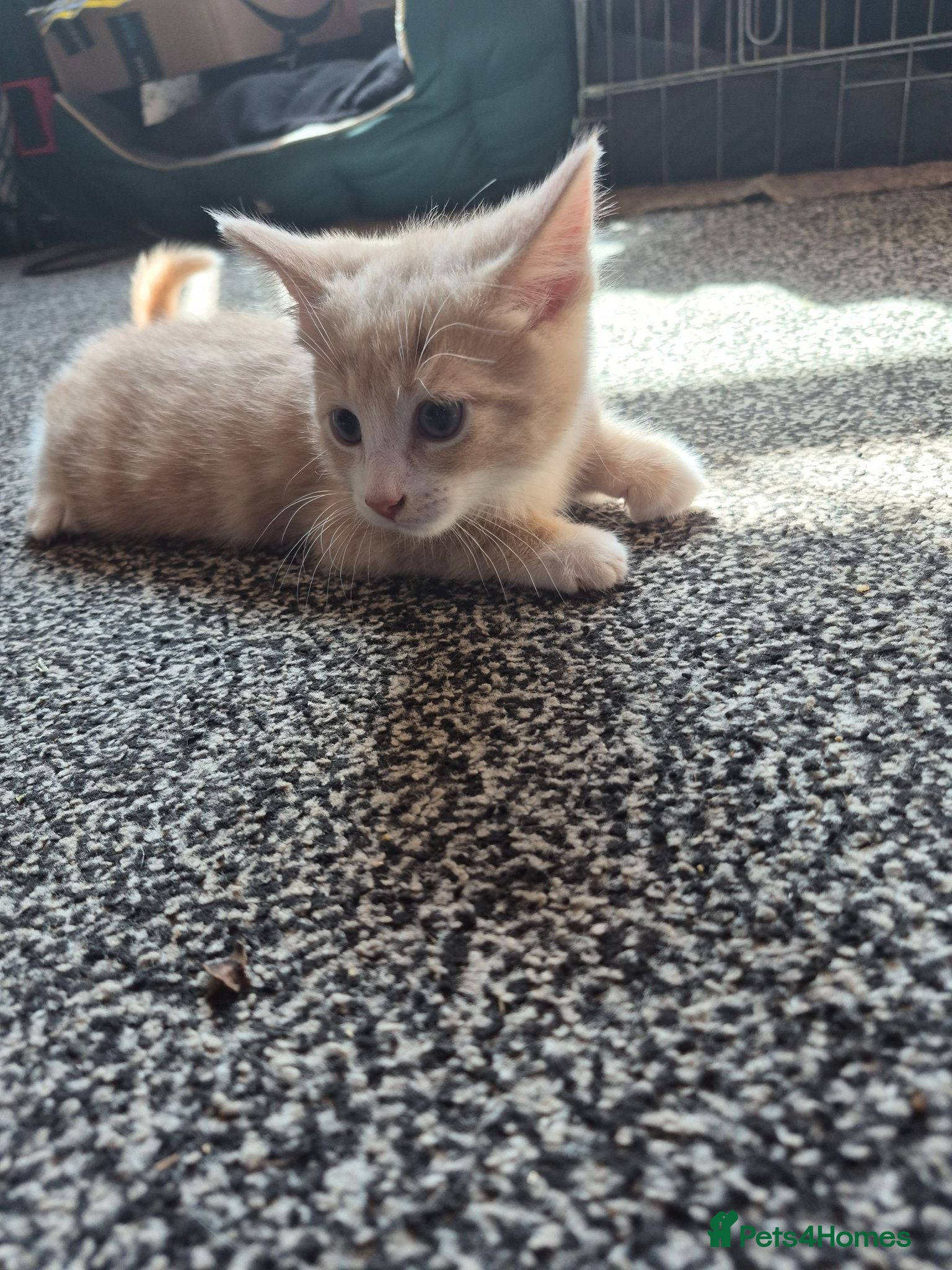 Domestic Shorthair cats Kittens  - Advert 2