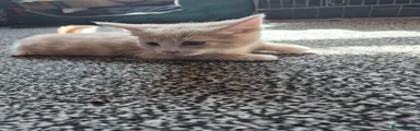 Domestic Shorthair 3