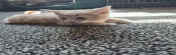 Domestic Shorthair cats for sale: Kittens  - Advert 1